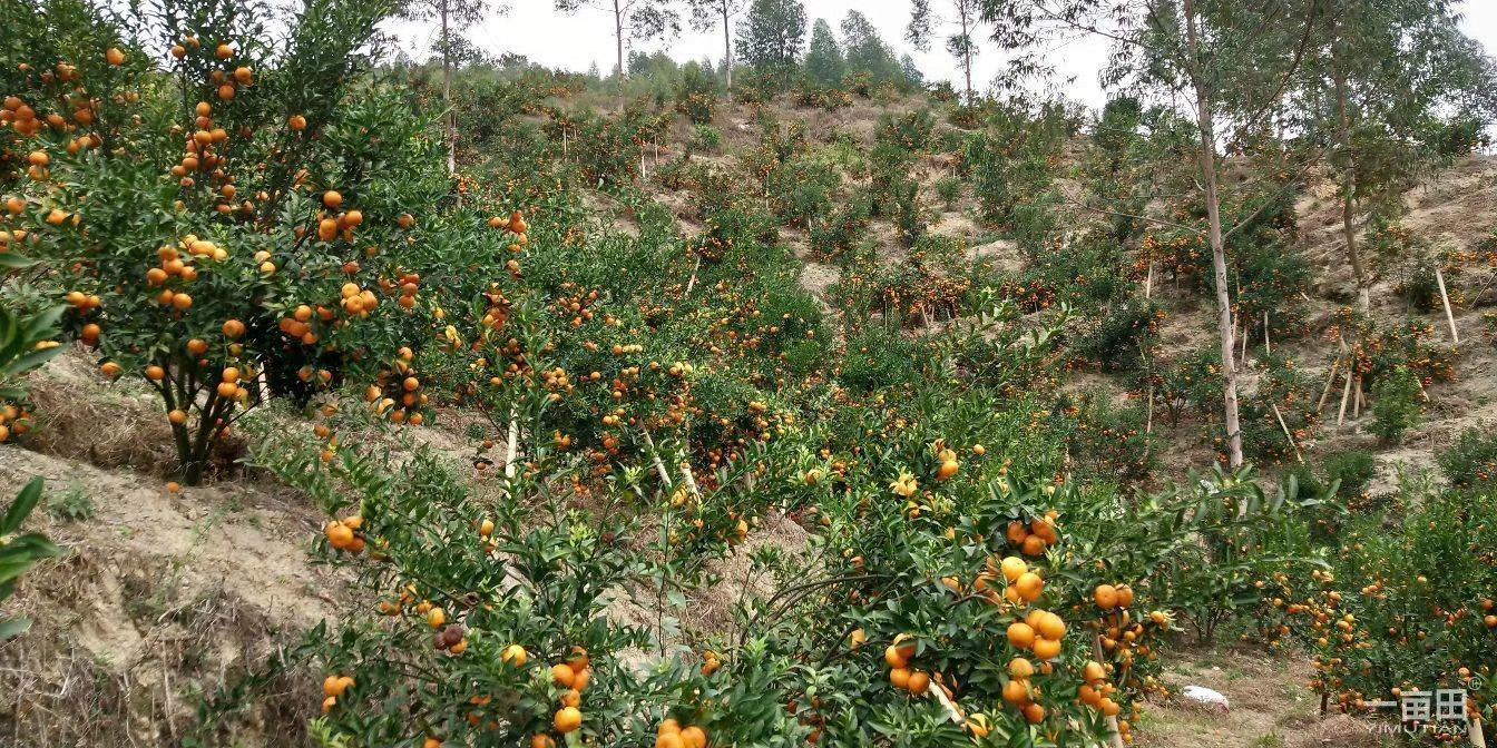 广东惠州博罗县333亩的经济林及山地经营权拍卖公告